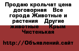 Продаю крольчат цена договорная - Все города Животные и растения » Другие животные   . Крым,Чистенькая